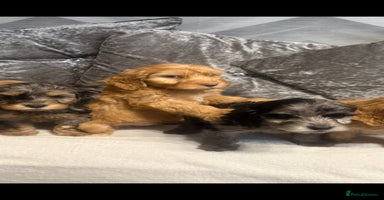Cockapoo dogs - Advert 4