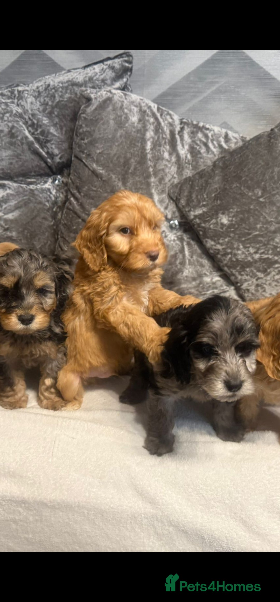 Cockapoo dogs for sale: Beautiful Cockerpoo Puppies. (Sand, Merle, Black) - Image 28