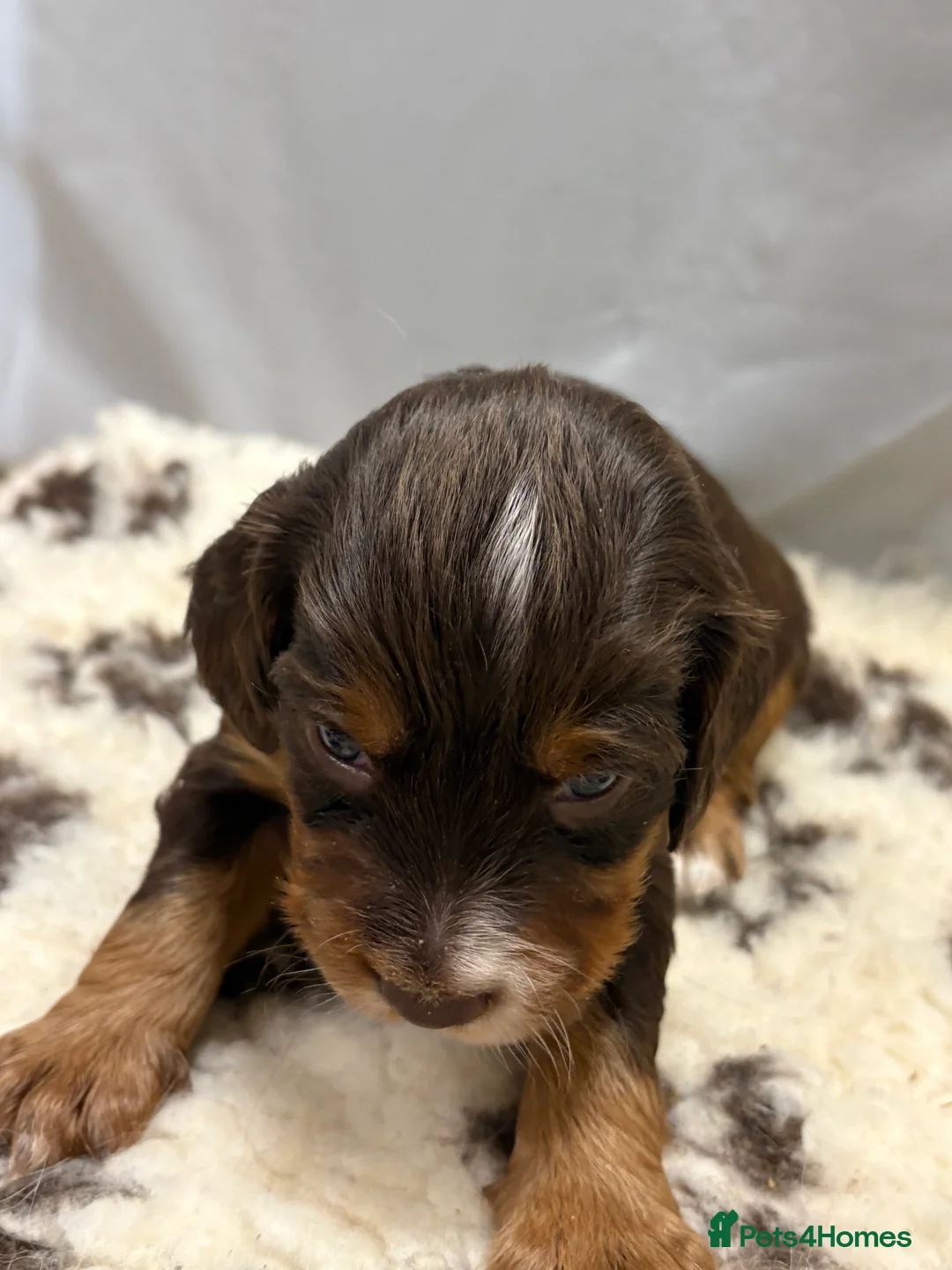 Mixed Breed dogs for sale: ONLY 1 LEFT Beautiful Cocker X Puppies  - Advert 14
