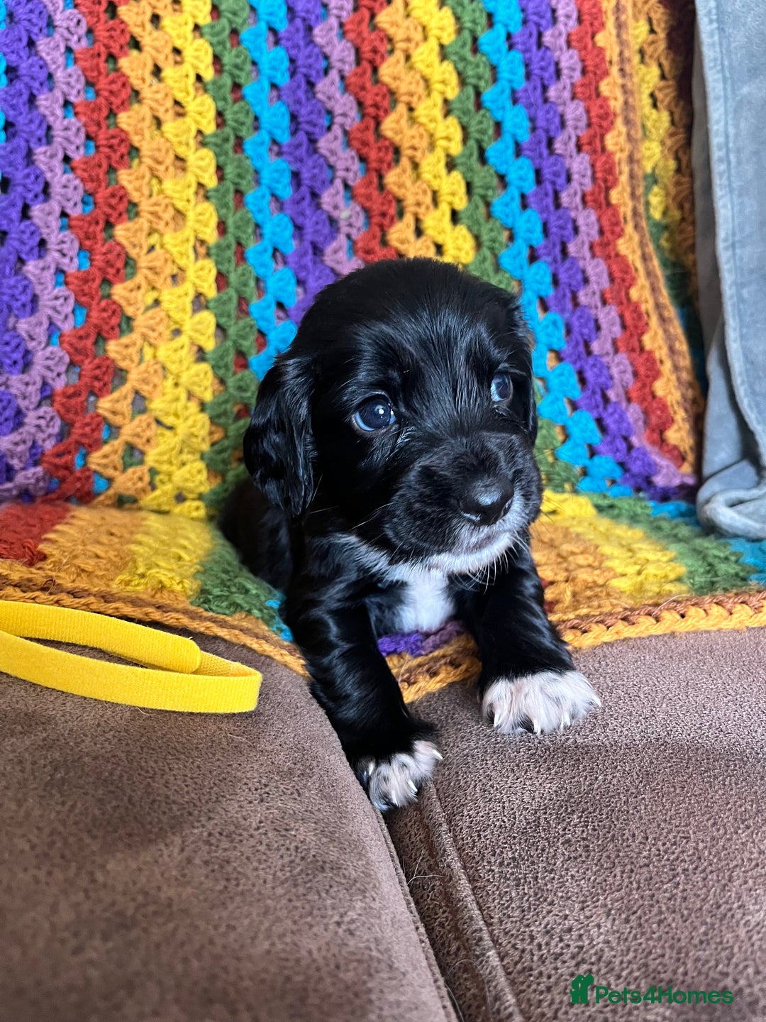 Cocker Spaniel dogs for sale: Outstanding Cocker Spaniel Puppies for Sale.  - Image 5