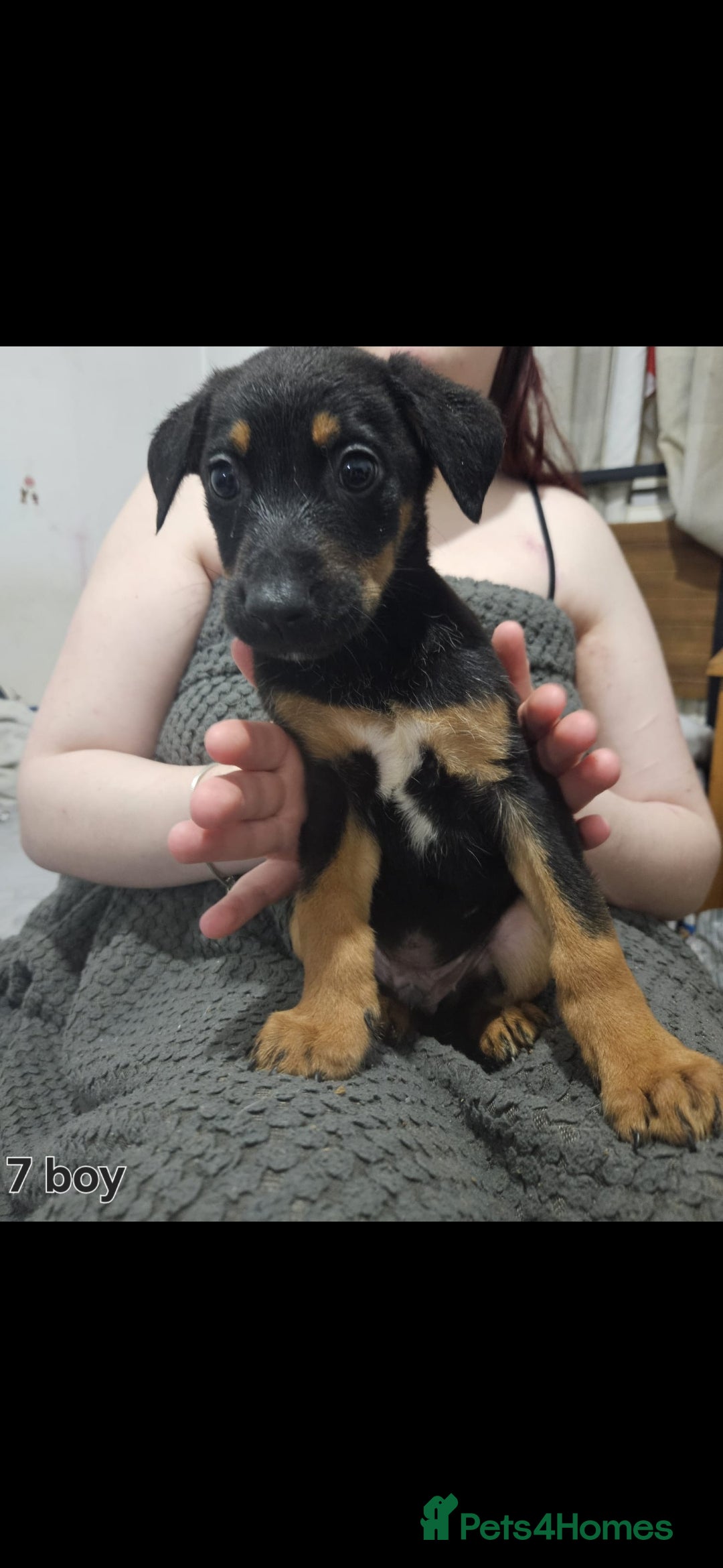 Mixed Breed dogs for sale: Puppies  - Advert 5