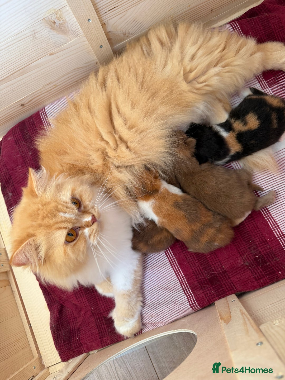 British Longhair cats for sale: British Longhair girls TICA registered  - Advert 3