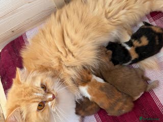 British Longhair cats British Longhair girls TICA registered - Advert 3