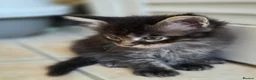 Maine Coon cats for sale: Pedigree TICA Registered Maine Coon Kittens - Advert 19