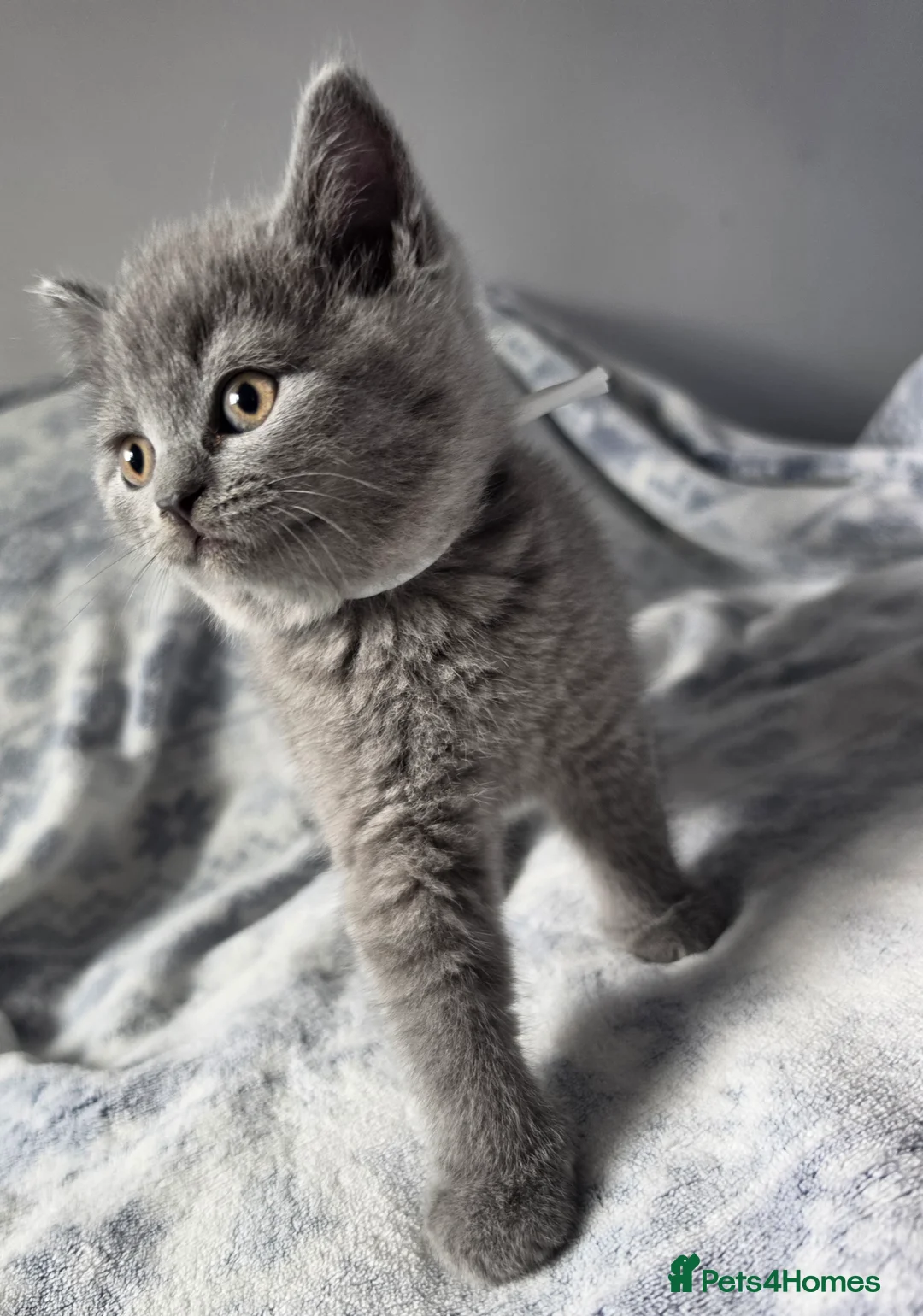 British Shorthair cats for sale: British Shorthair - Advert 21