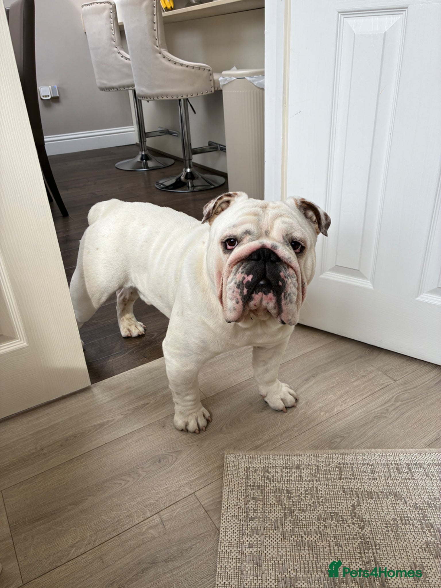 English Bulldog dogs Monty - Advert 6