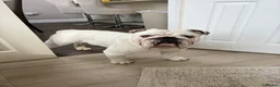 English Bulldog dogs for stud: Monty in Yateley - Advert 1