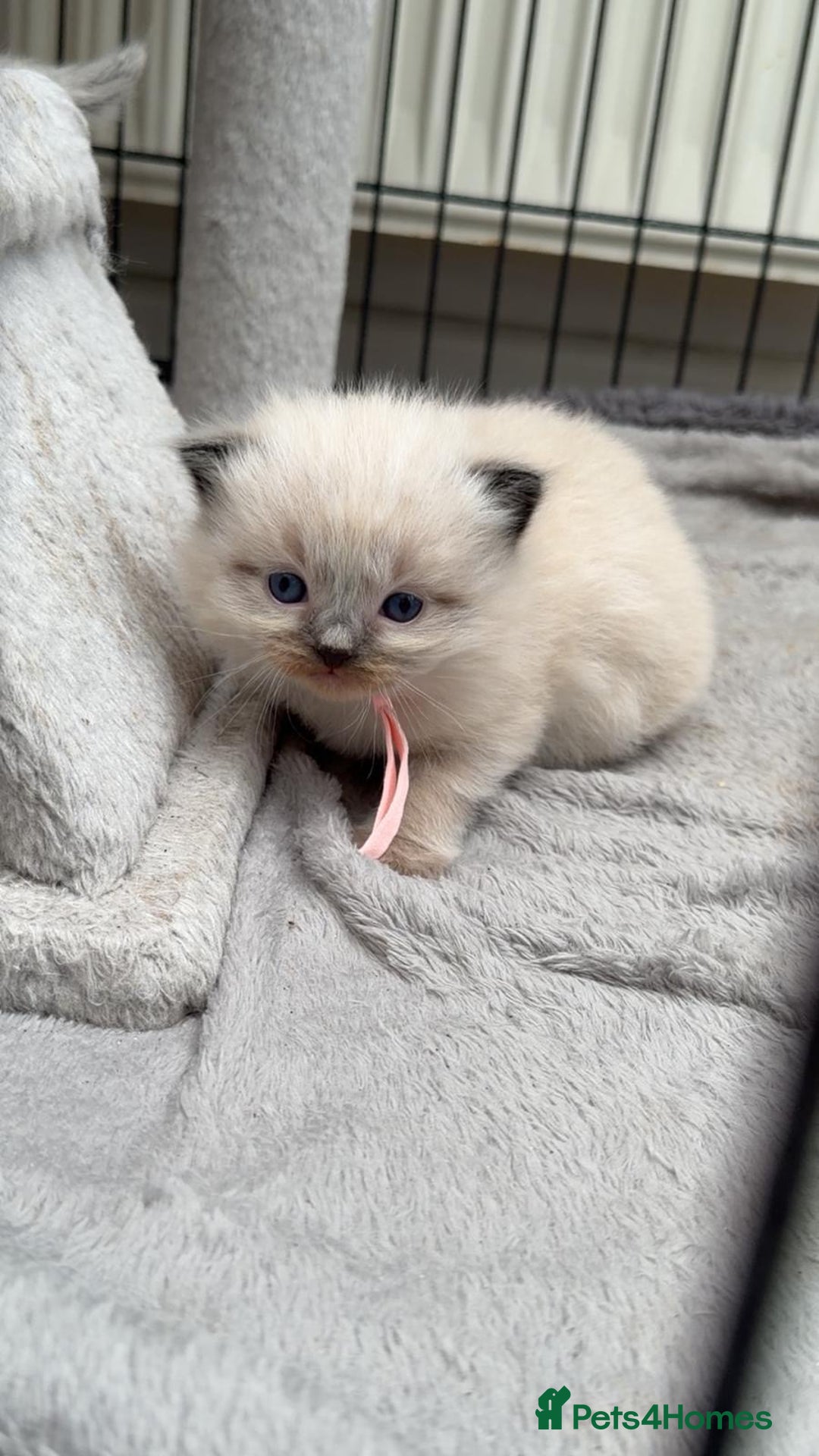 Ragdoll cats for sale: 3 stunning chunky ragdoll girls  - Advert 3