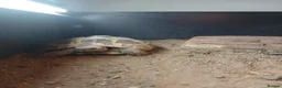 Hermann Tortoise reptiles for sale: Male Hermann Tortoise  - Advert 3