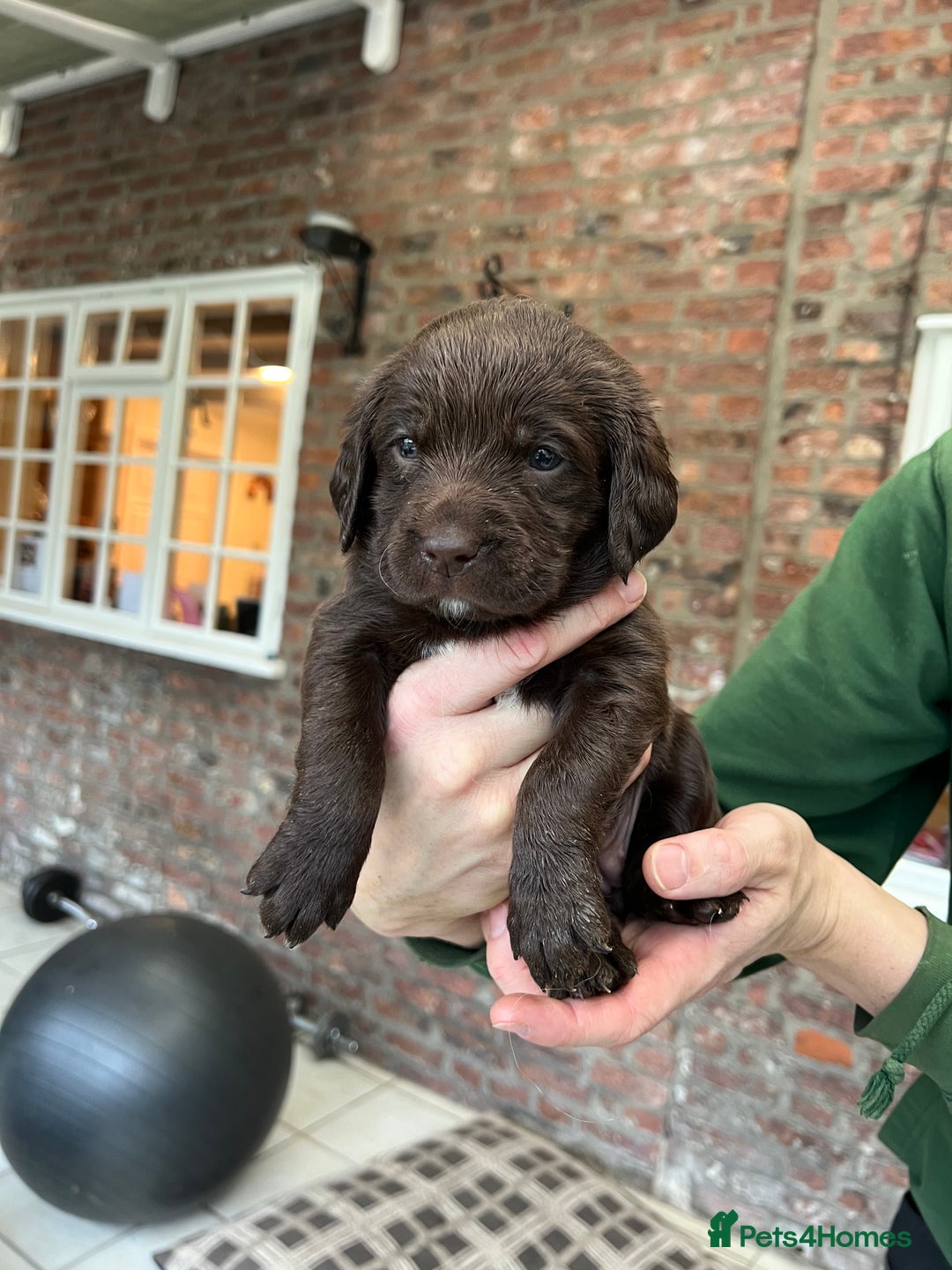 Springador dogs for sale: Quality Springadors: Health Tested, Working Lines - Advert 3