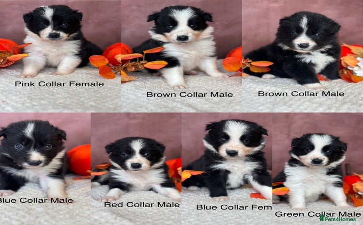 Border Collie dogs - Advert 1