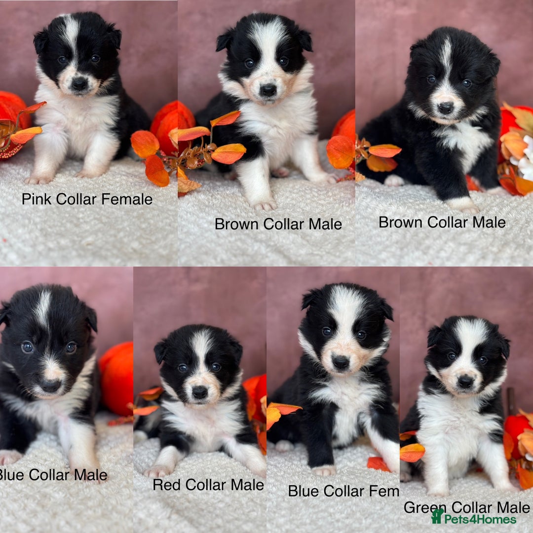 Border Collie dogs for sale: 7 Beautiful Black&White Border Collie Puppies 🐶 - Image 1