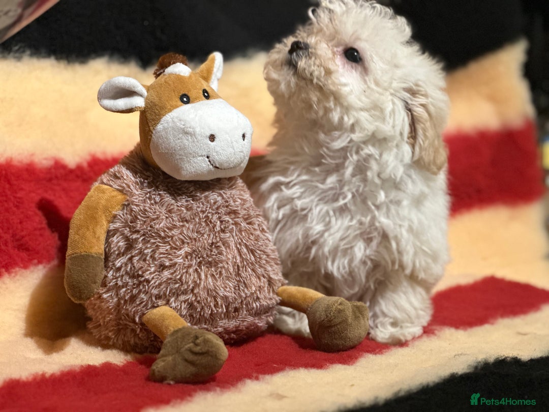 Poochon dogs for sale: Beautiful small  poochon girls ready now  - Advert 10