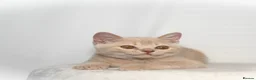 British Shorthair cats for sale: Cream British Shorthair Boy 🧸 - Advert 8