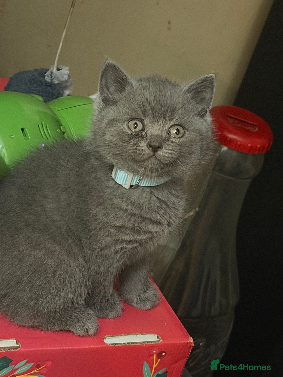 Scottish Fold cats for sale: Scottish fold kittens - Advert 39