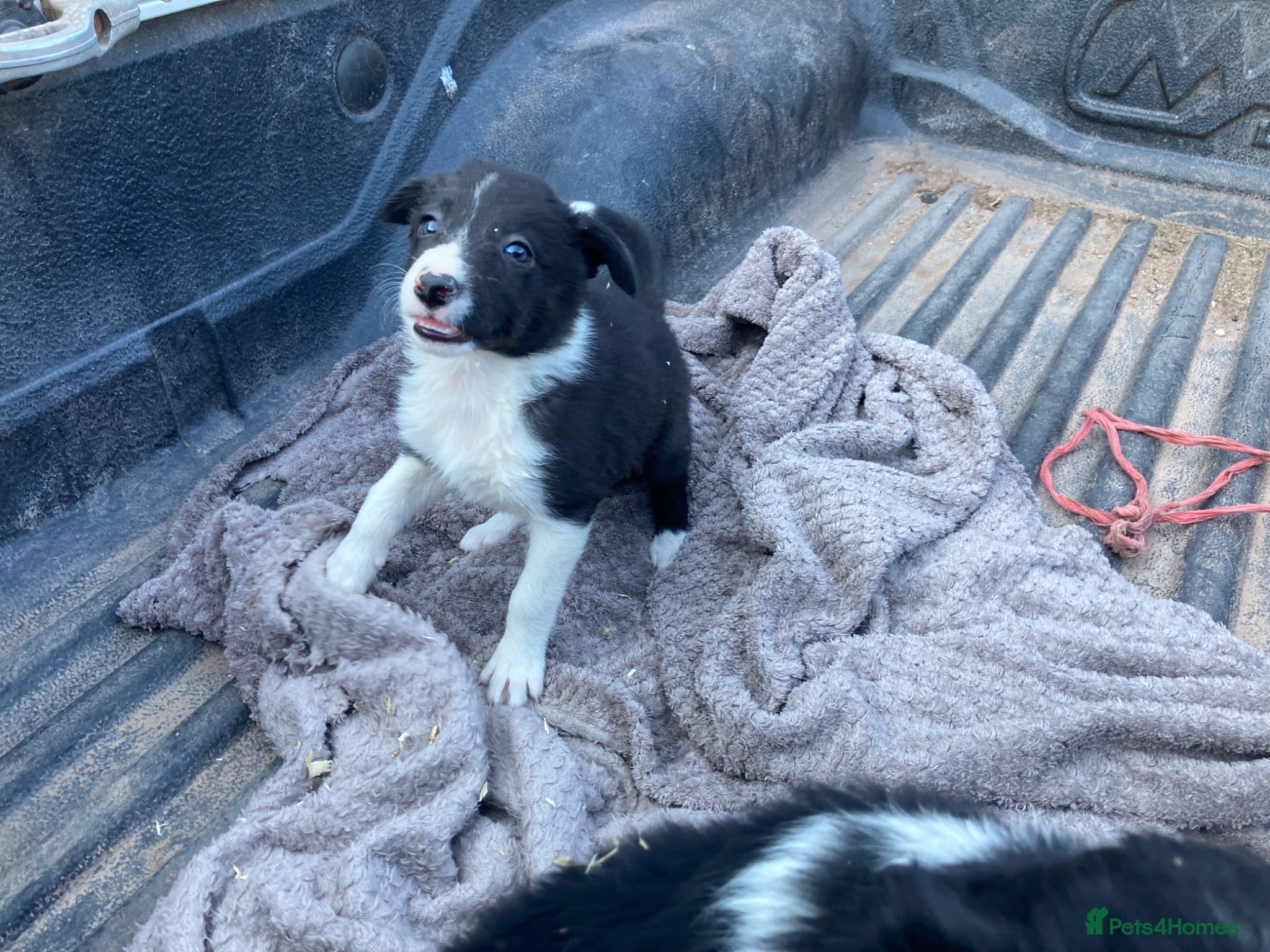 Border Collie dogs Adorable border collies - Advert 1