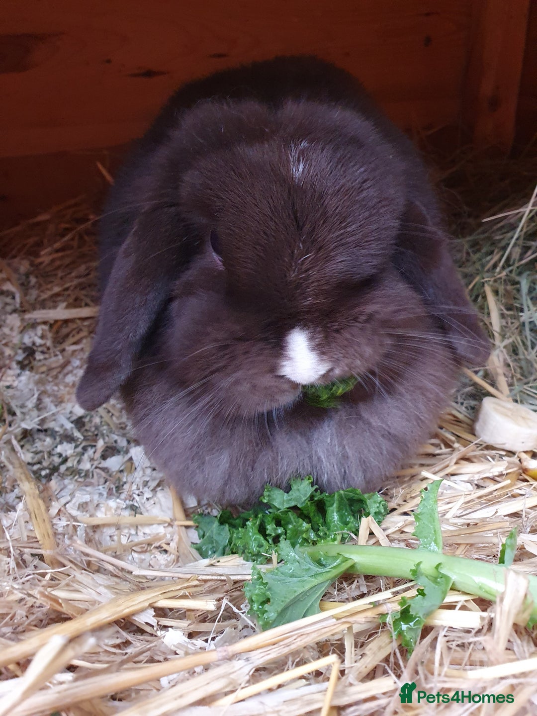 Mini Lop rabbits for sale: Spayed/neutered rabbits for adoption VAC rhd2 - Advert 1