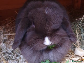 Mini Lop rabbits Spayed/neutered rabbits for adoption VAC rhd2 - Advert 13