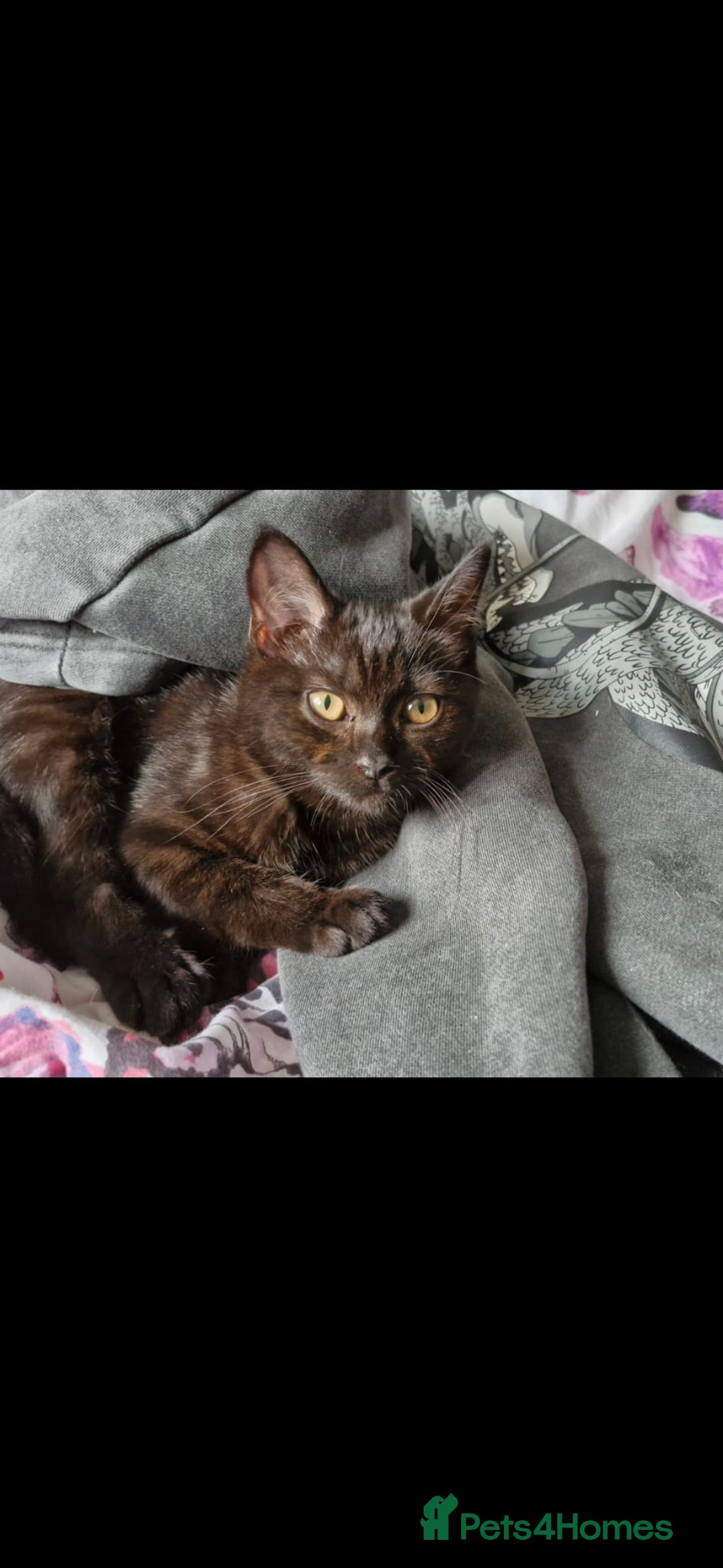Maine Coon cats for sale: Beautiful cats looking for forever homes - Image 21