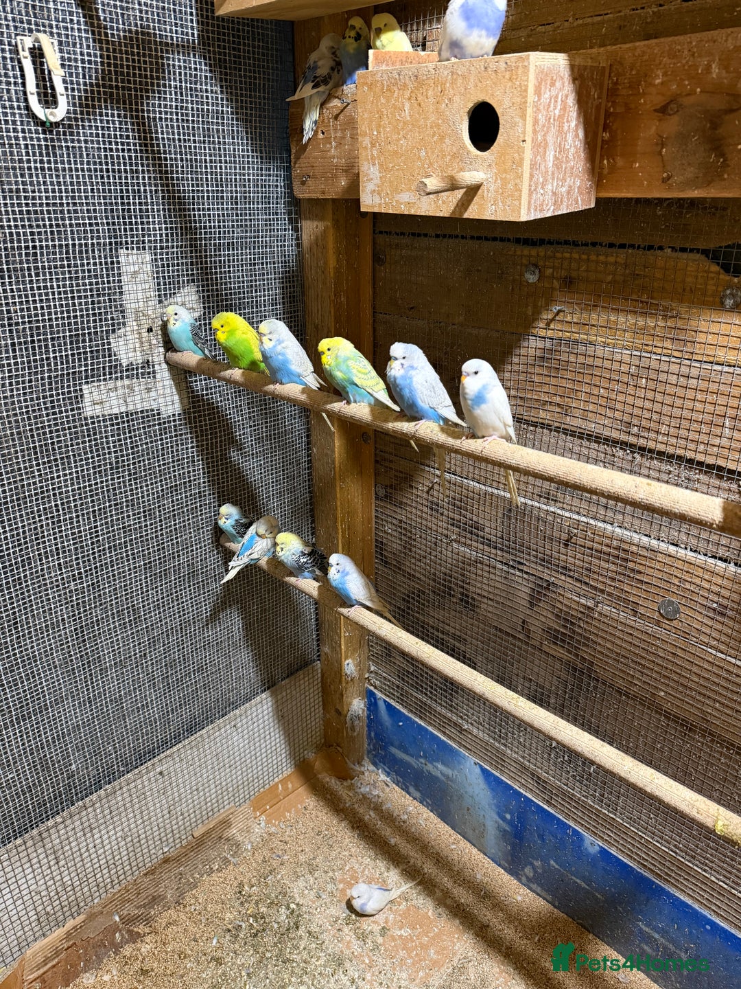 Budgerigars birds for sale: Colourful Budgies for Sale. - Advert 3