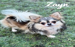 Chihuahua dogs for sale: KC rare husky marking chihuahua puppies Thai lines - Image 14