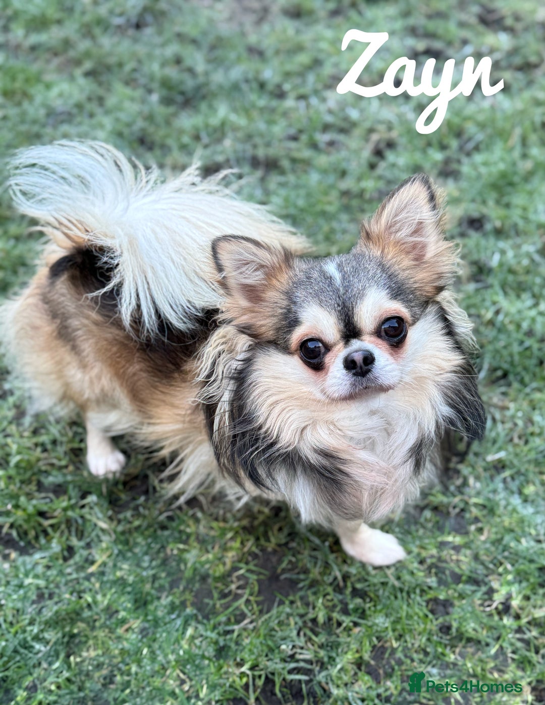 Chihuahua dogs for sale: KC rare husky marking chihuahua puppies Thai lines - Image 14