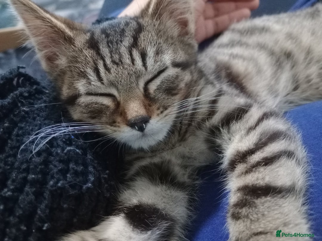 Domestic Shorthair cats for sale: Male tabby cat - Advert 3