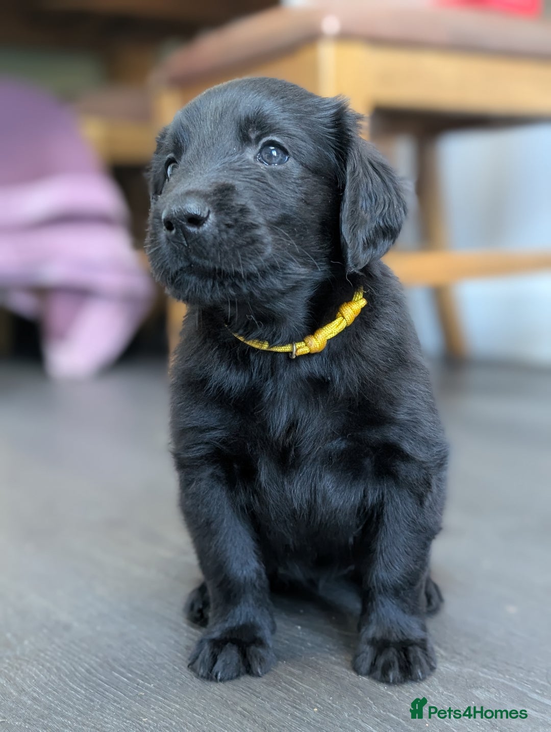 Flat coated Retriever dogs for sale: READY NOW Flat Coated Retriever Puppies - Image 2