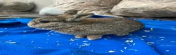Mixed Breed rabbits for sale: Rabbits for sale  - Advert 3
