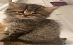 Mixed Breed cats for sale: Kittens ready for a new home  - Image 1