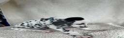 Dalmatian dogs for sale: Dalmatian Puppies  - Advert 12