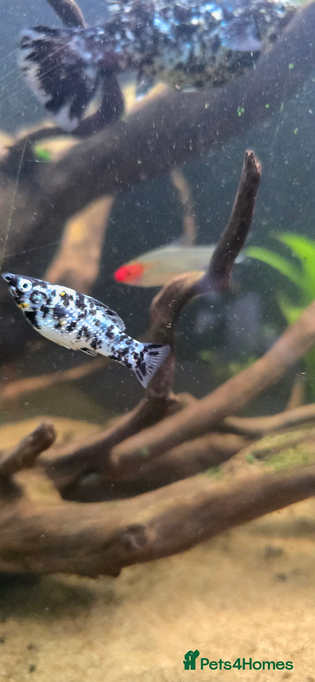 Mollies fish for sale: Dalmatian Mollies - Advert 2