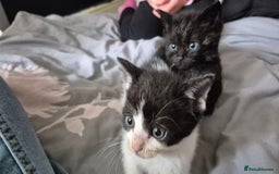 Mixed Breed cats for sale: 6 kittens for sale. - Image 3