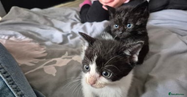 Mixed Breed cats - Advert 4