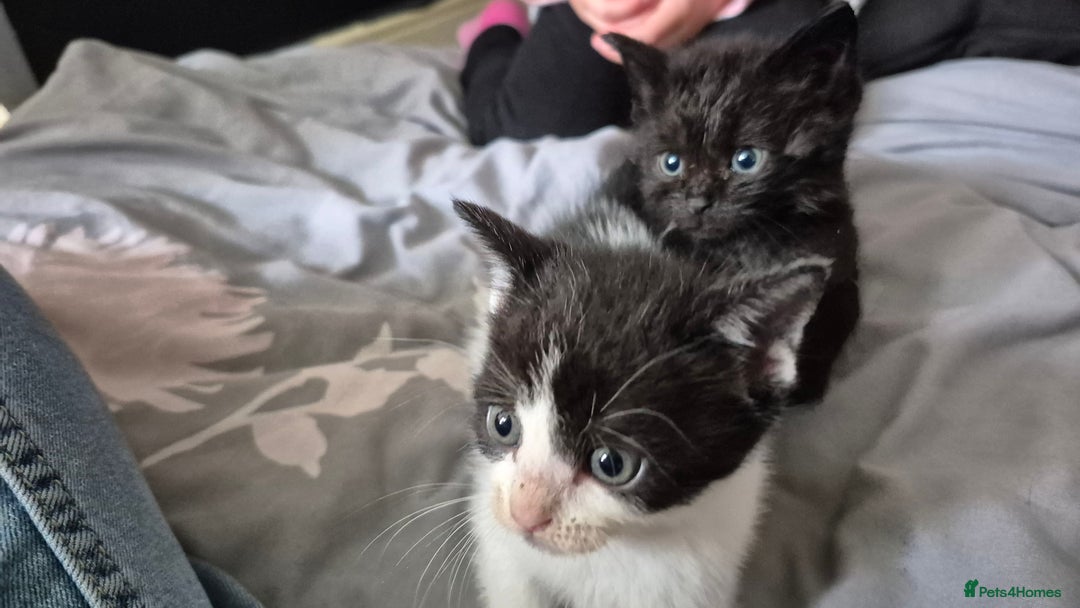 Mixed Breed cats for sale: 6 kittens for sale. - Image 3