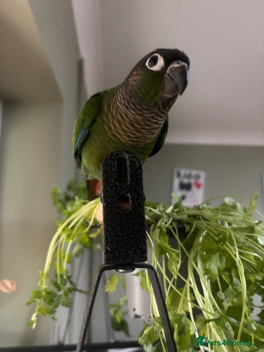 Conures birds for sale: Bonded pair of conures  - Advert 6