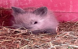 Lionhead rabbits for sale: One male left. Blue eyes. Orange and white - Image 23