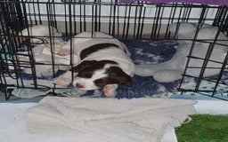 English Springer Spaniel dogs for sale: KC-ESS PUPPIES - DNA Health tested   - Image 17