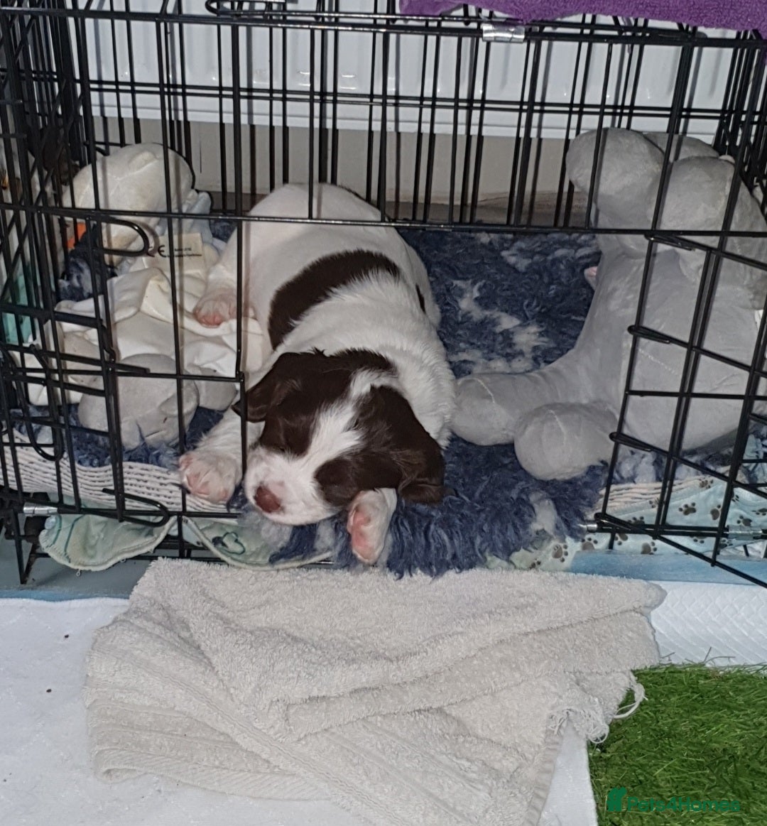English Springer Spaniel dogs for sale: KC-ESS PUPPIES - DNA Health tested   - Image 17