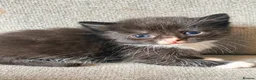 Russian Blue cats for sale: Russian blue x bengal kittens  - Advert 7