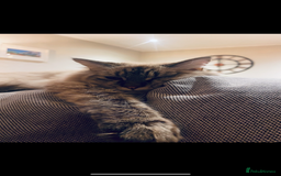 Ragdoll cats for sale: Over a year old female cat - Image 1