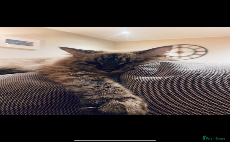 Ragdoll cats - Advert 10