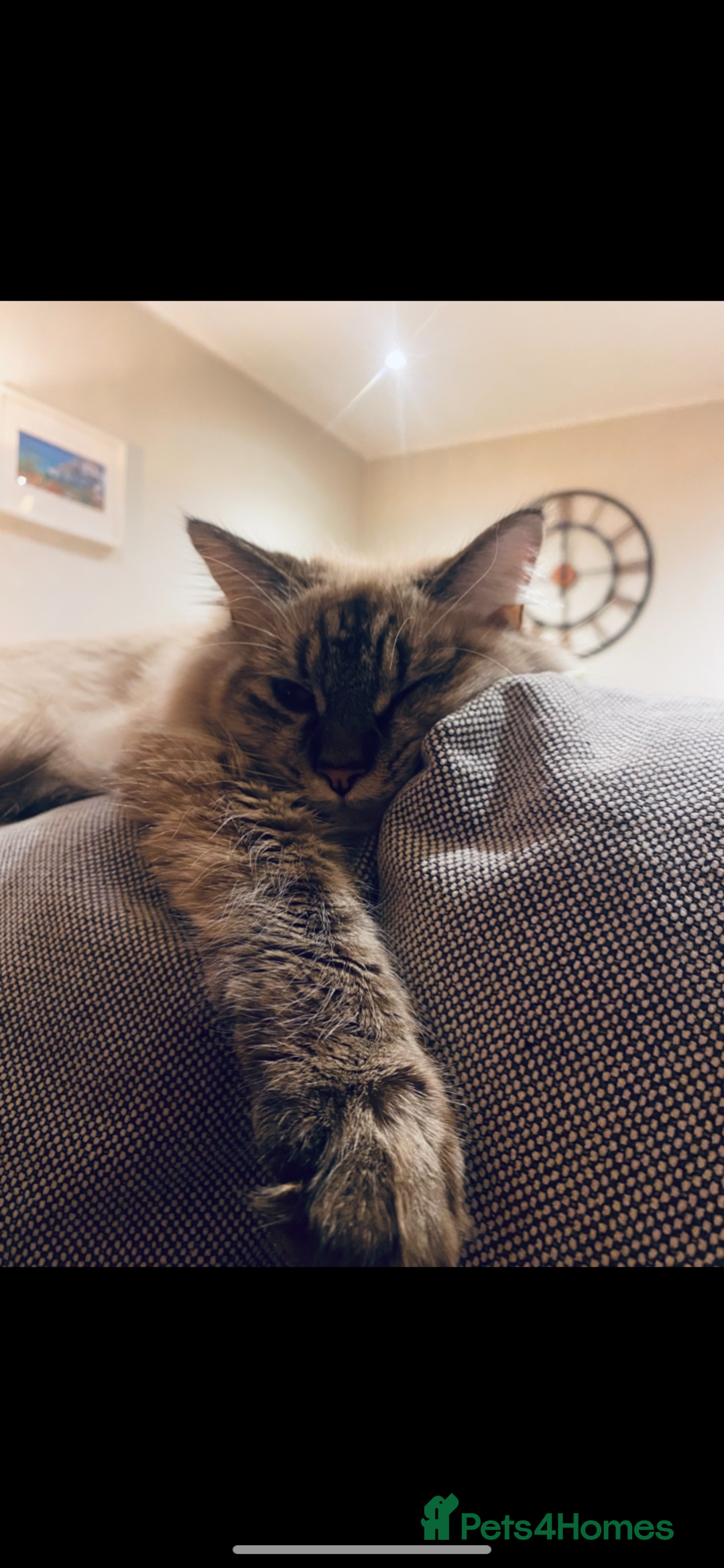 Ragdoll cats for sale: Over a year old female cat - Image 1
