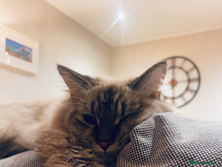 Ragdoll cats - Advert 8