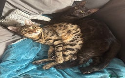 Bengal cats for sale: 2 Bengals Boy Brothers 11 Months Old - Advert 16