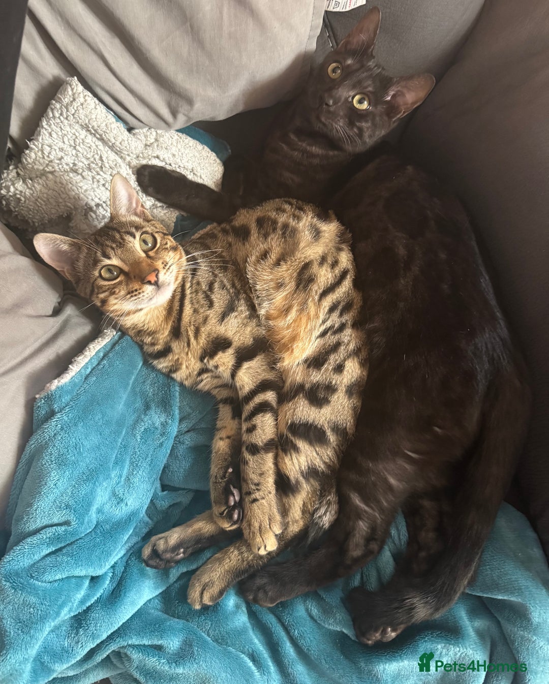 Bengal cats for sale: 2 Bengals Boy Brothers 11 Months Old - Advert 16