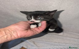 British Shorthair cats for sale: Shorthaired kittens  - Image 2