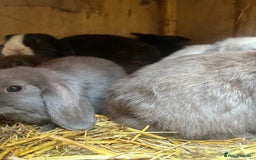 Mini Lop rabbits for sale: Beautiful mini lop bucks and does available  - Image 8