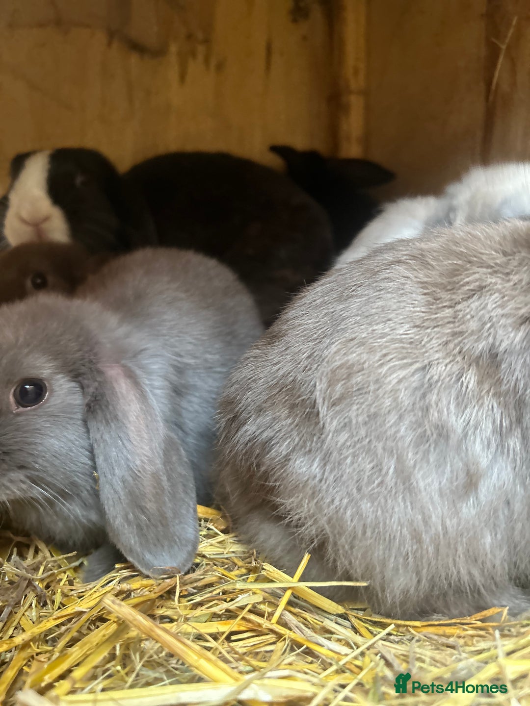 Mini Lop rabbits for sale: Beautiful mini lop bucks and does available  - Image 8