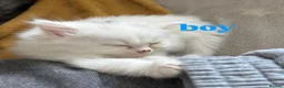 Mixed Breed cats for sale: Pure persian&tabby in Nuneaton - Advert 3